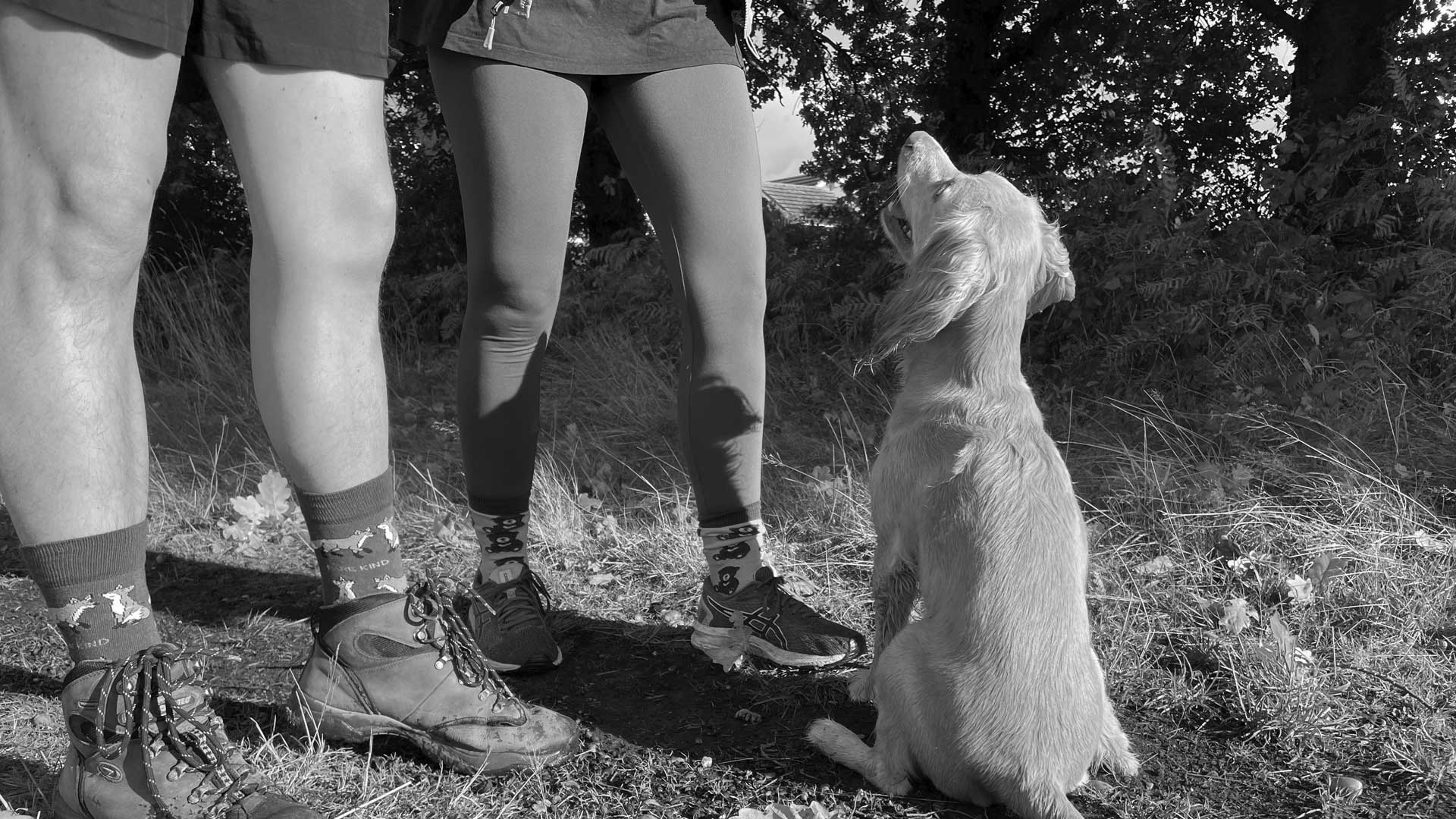 dog trainer