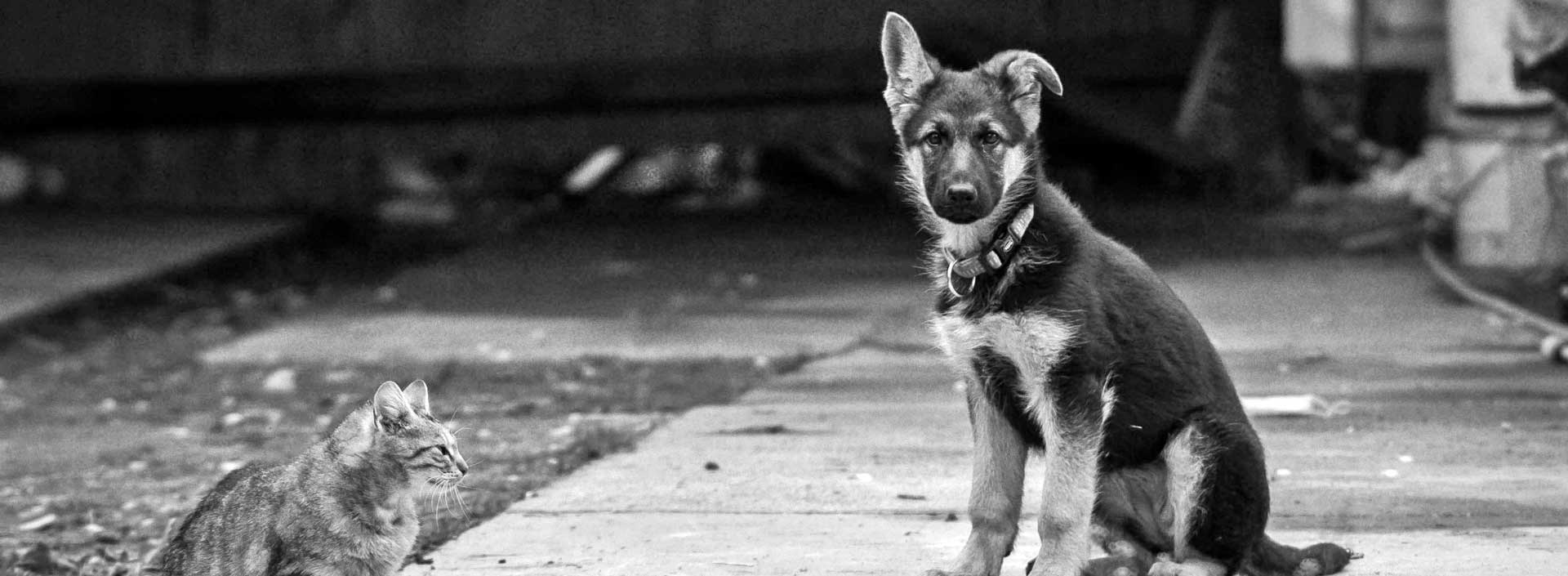 dog